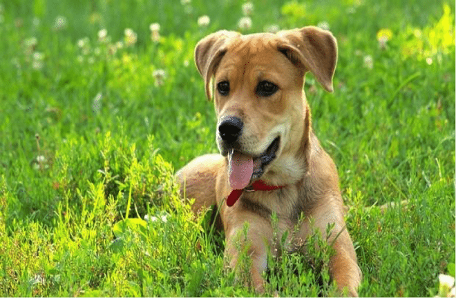 Fotos con Perros